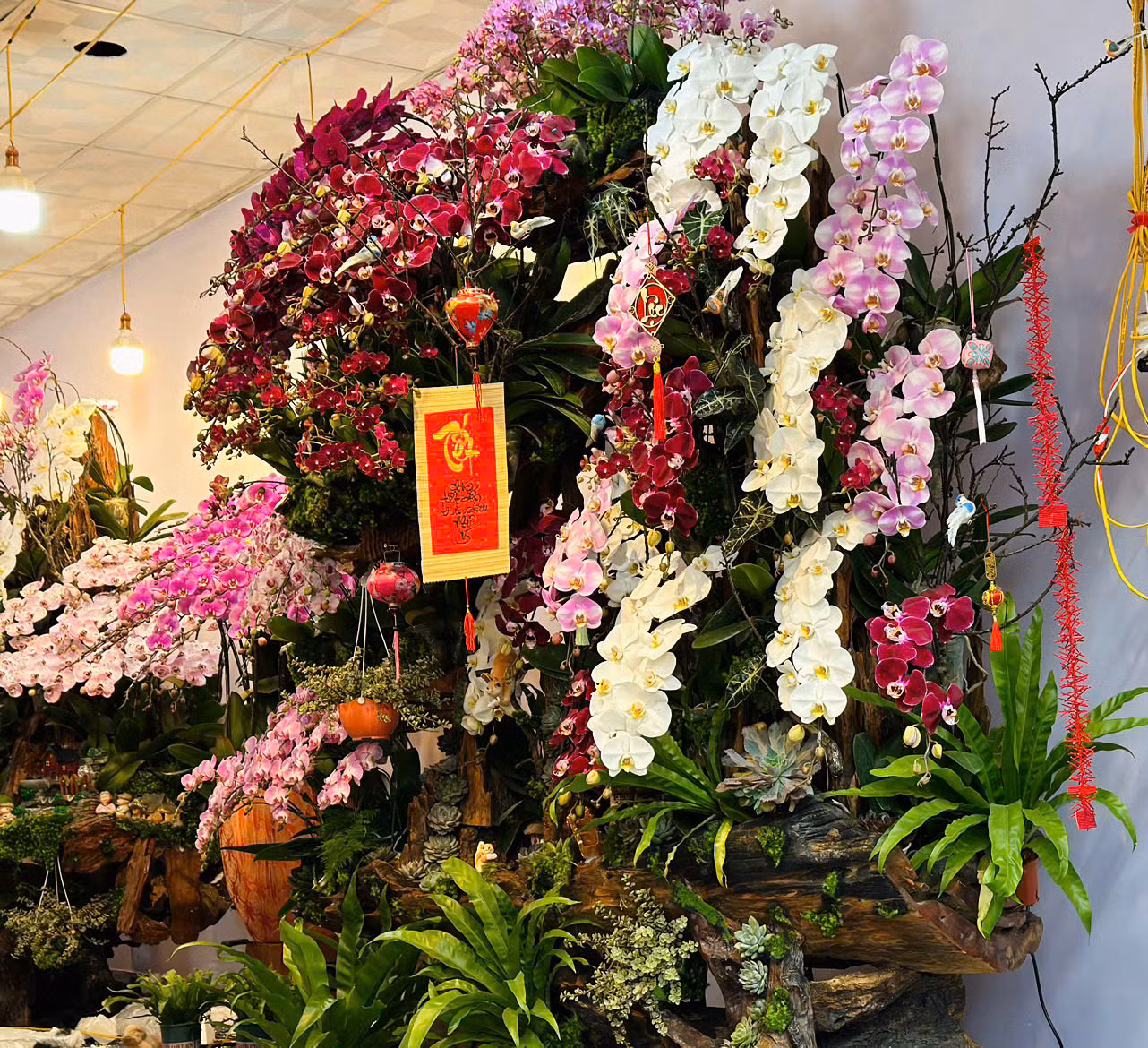 Chị Nguyễn Thị Ngoan - chủ cửa hàng hoa lan ở thành phố Hà Tĩnh cho hay, để kịp thời phục vụ thị trường dịp Tết, đợt này tiệm hoa có 5 thợ chính cắm lan và 5 thợ phụ. Năm nay lan đưa về với nhiều mẫu mã đa dạng, giá thành tuỳ theo các cành lan. Có những cành giá tiền triệu, song có những cành giá trên 200 ngàn/cành. Năm nay cửa hàng làm chậu từ vài triệu đến 100 triệu, phục vụ nhu cầu của từng khách hàng.