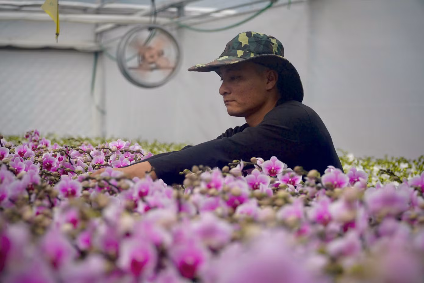 Đến thời điểm này, vườn lan trồng trên vùng đất cát đã bán được trên 85%, còn 15% bán lẻ cho khách hàng có nhu cầu. Theo nhà vườn, giá bán hoa lan năm nay tương đương năm ngoái, ước doanh thu dịp Tết Ất Tỵ 2025 khoảng 8 tỷ đồng.