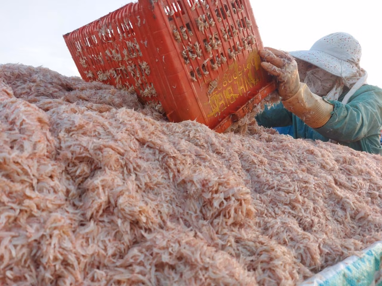 Tuy giá ruốc hiện tại chỉ thu mua tại bờ với giá từ 6-7 ngàn đồng/kg nhưng do số lượng khai thác được nhiều nên các tàu có thể thu về từ 15 - 20 triệu đồng/chuyến.
