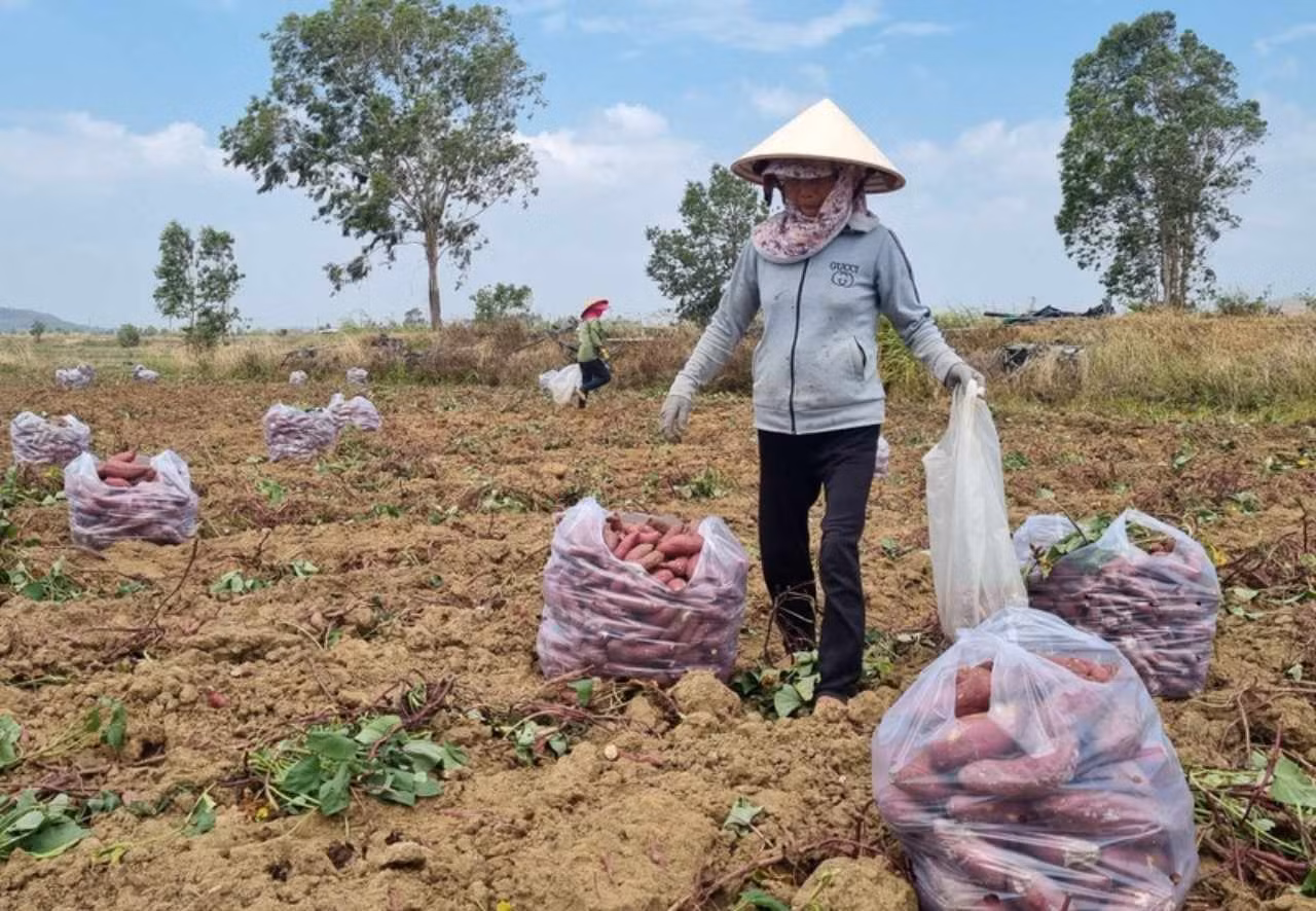 Khoai lang Nhật được trồng rất nhiều ở Tây Nguyên