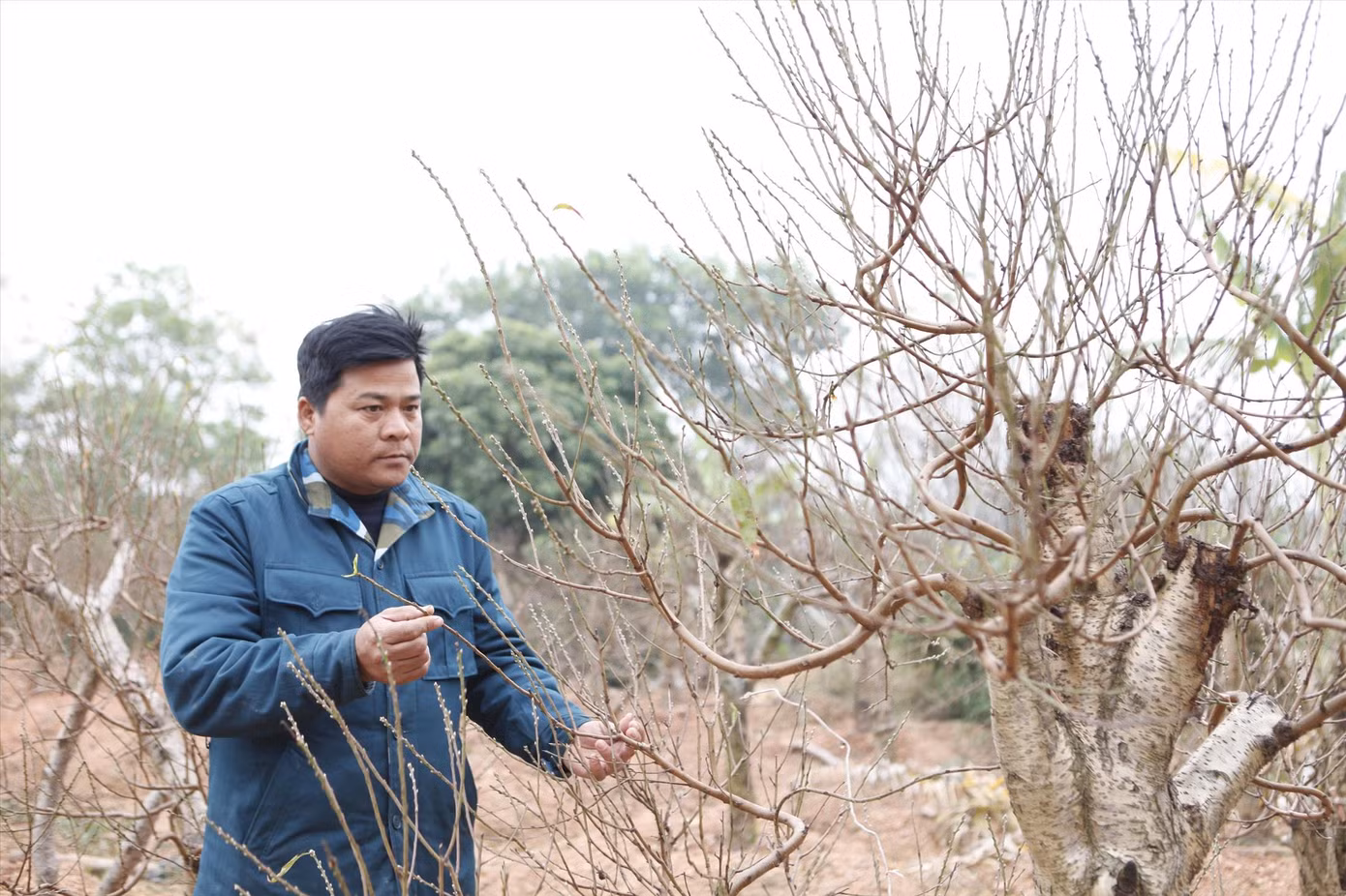 Anh Vi Văn Tuấn có hàng chục năm trong nghề “săn” đào bán Tết