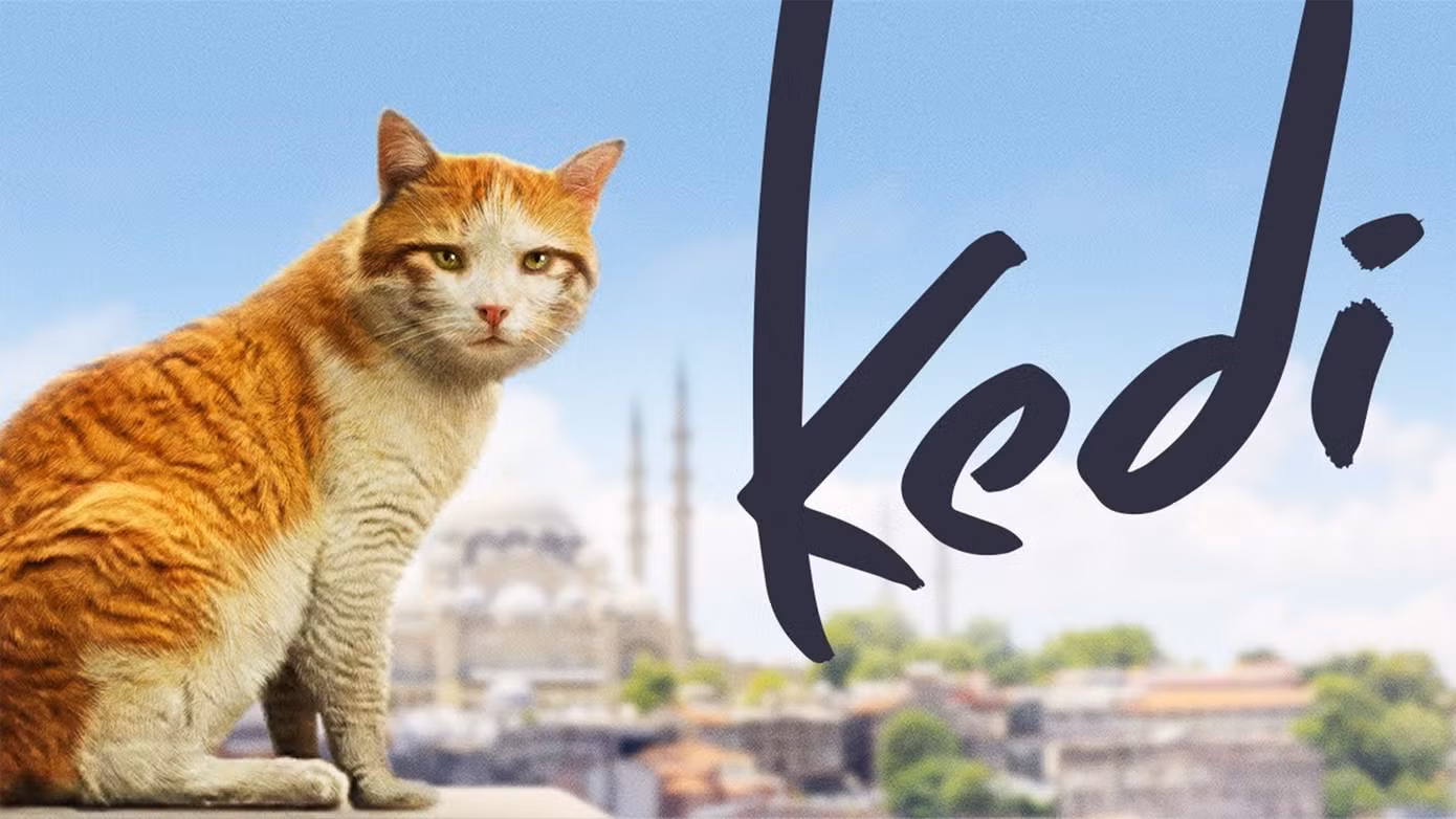 Chú mèo hoang trong phim tài liệu Kedi.