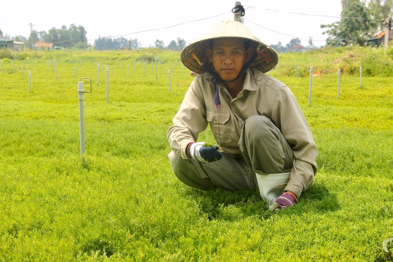 Những khoảnh đất nhiễm mặn đã đượcanh Trần Văn Quân (ở Hoàng Mai, Nghệ An) phủ kín rau nhót