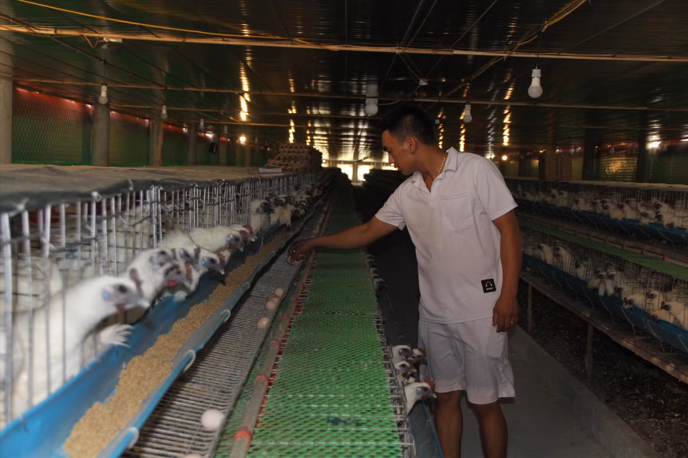 Mỗi ngày, trang trại gà ác của anh Nguyễn Hữu Thắng cung cấp ra thị trường khoảng 4.000 quả trứng thu về 10 triệu đồng Mỗi ngày, trang trại gà ác của anh Nguyễn Hữu Thắng cung cấp ra thị trường khoảng 4.000 quả trứng thu về 10 triệu đồng