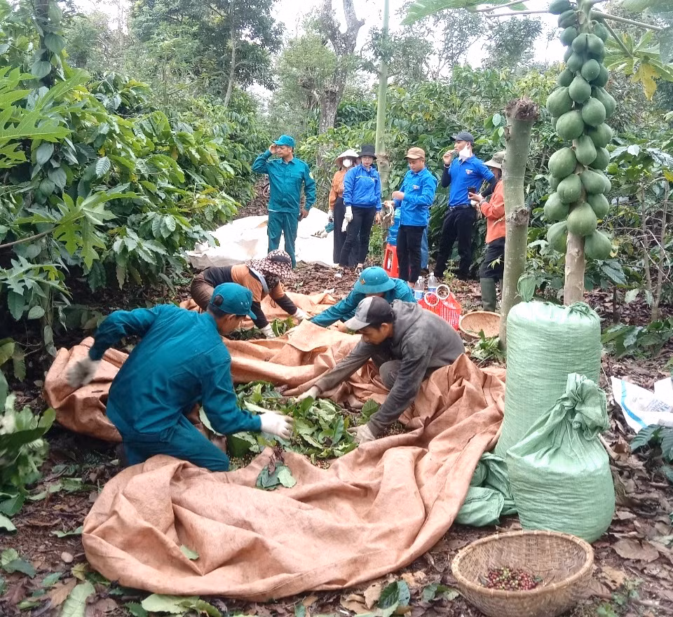 Huyện Cư M'gar là một trong những vùng trọng điểm cà phê của tỉnh Đắk Lắk