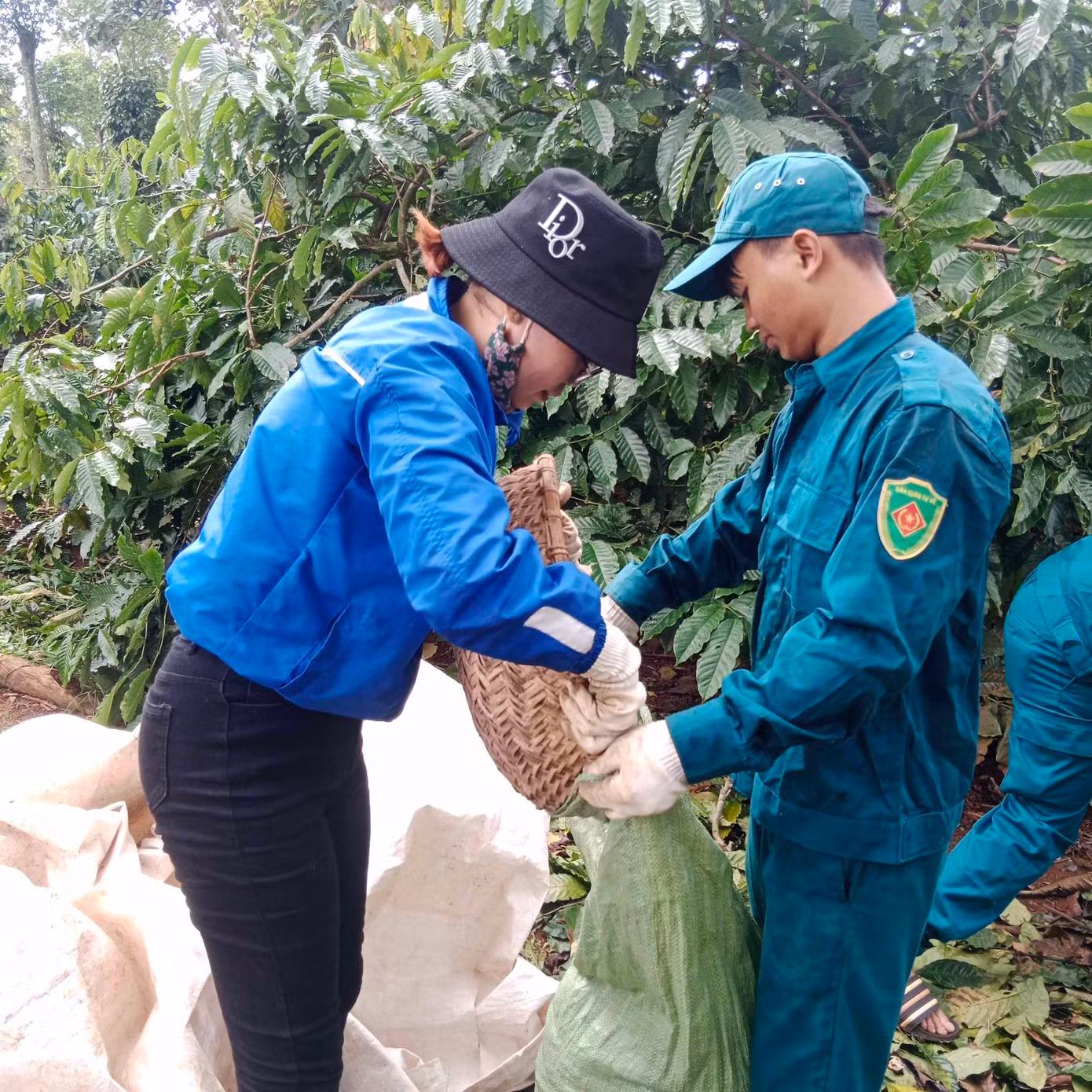Đội hình tình nguyện khoảng 20 người tham gia thu hoạch cà phê