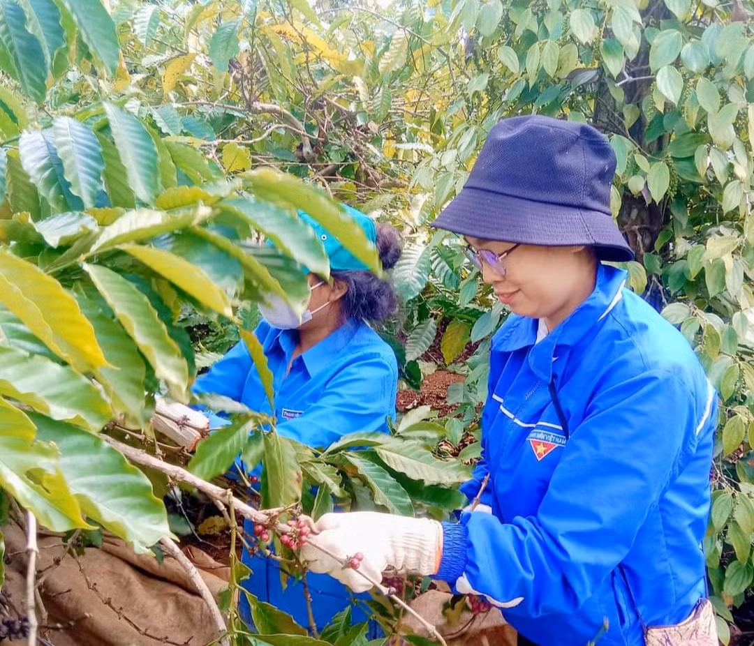 Hiện nay đang vào cao điểm thu hoạch cà phê