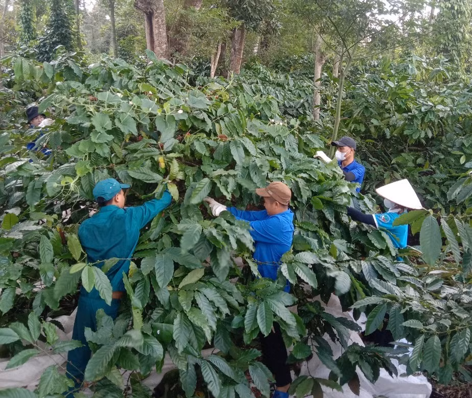 Giá cà phê năm nay khá cao nên người dân rất phấn khởi