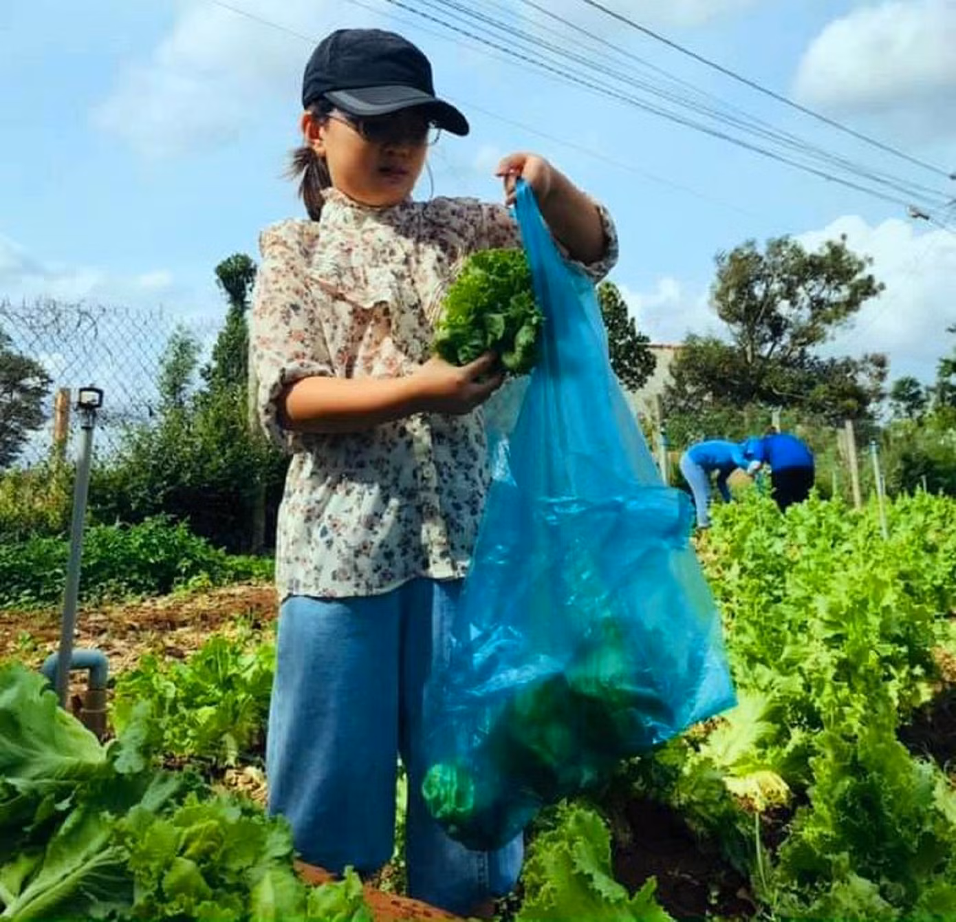 Khánh Linh tham gia thu hoạch rau