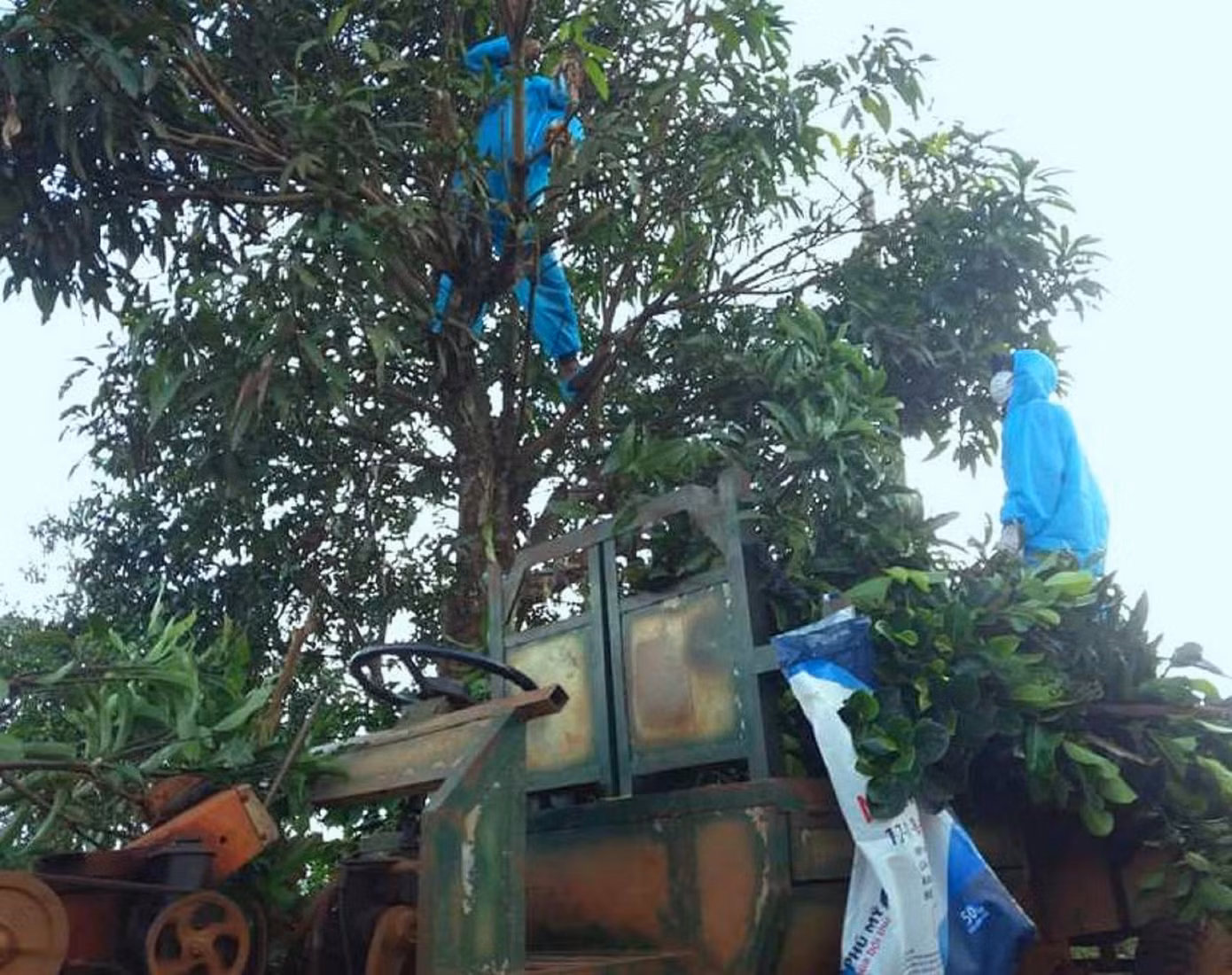 Tình nguyện viên đi cắt lá cho dê