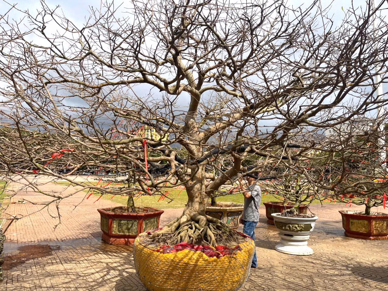 Những ngày này thời tiết ở Đắk Lắk âm u, mưa nắng thất thường khiến nhiều chủ vườn lo lắng mai không nở 'đúng hẹn'.