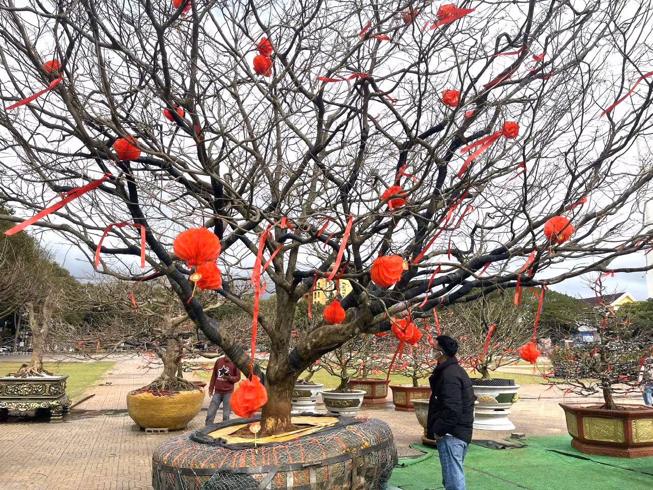 Năm nay vườn anh Nguyên còn đưa ra trưng hàng chục gốc mai để bán trong dịp Tết. Trong số đó có cây mai này thuộc hàng “khủng”, cao gần 10m, gần 100 năm tuổi, được bán với giá trên 1,5 tỷ đồng. Theo anh Nguyên, cây mai này phát triển hoàn toàn tự nhiên, không hề trải qua bất kỳ sự can thiệp hay uốn nắn nào từ bàn tay con người.