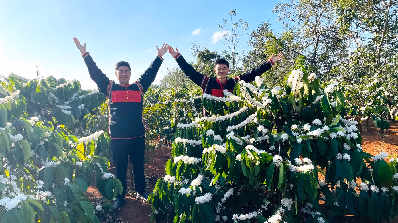 Cà phê sau khi được tưới đủ nước sẽ bung hoa