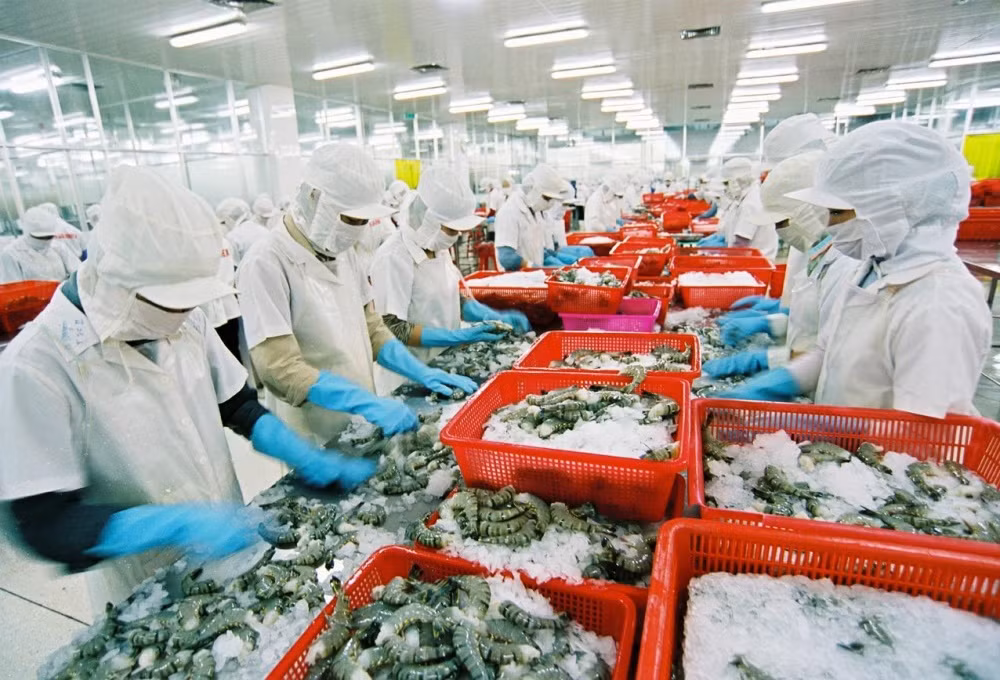 'Vua tôm' hiến kế đưa Việt Nam thành 'công xưởng' tôm thế giới ảnh 1