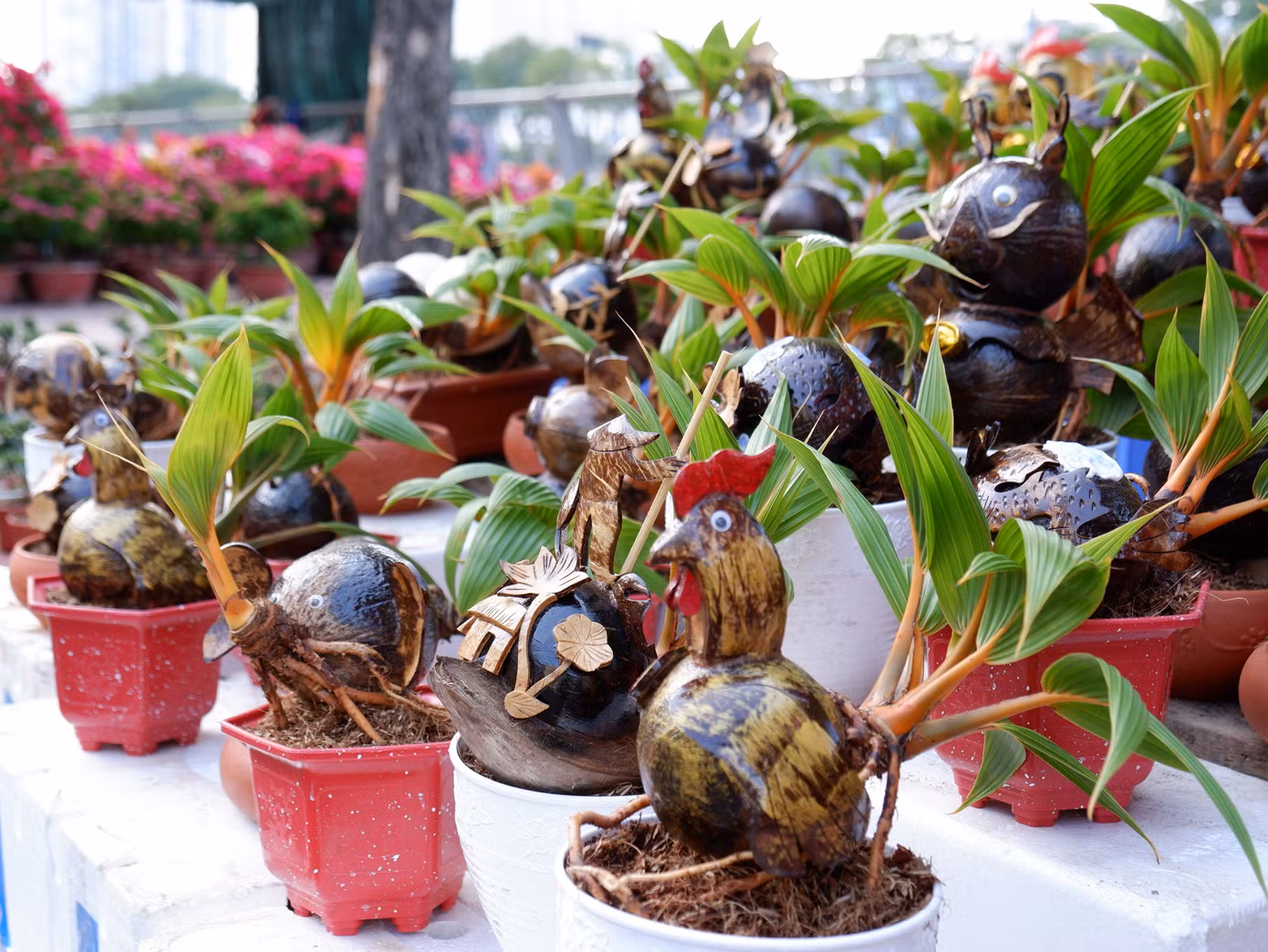 Dừa bonsai tạo hình rồng và các con vật với hình dáng độc đáo được bày bán.