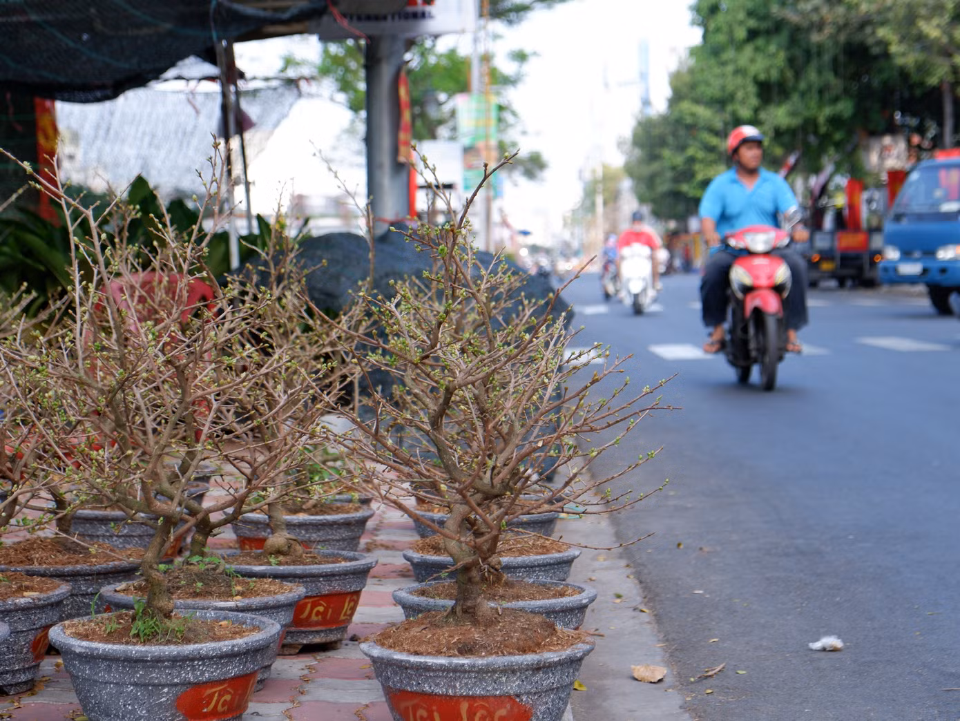 Những cây mai vàng đã bung nụ, chuẩn bị khoe sắc trong dịp tết đến, xuân về.