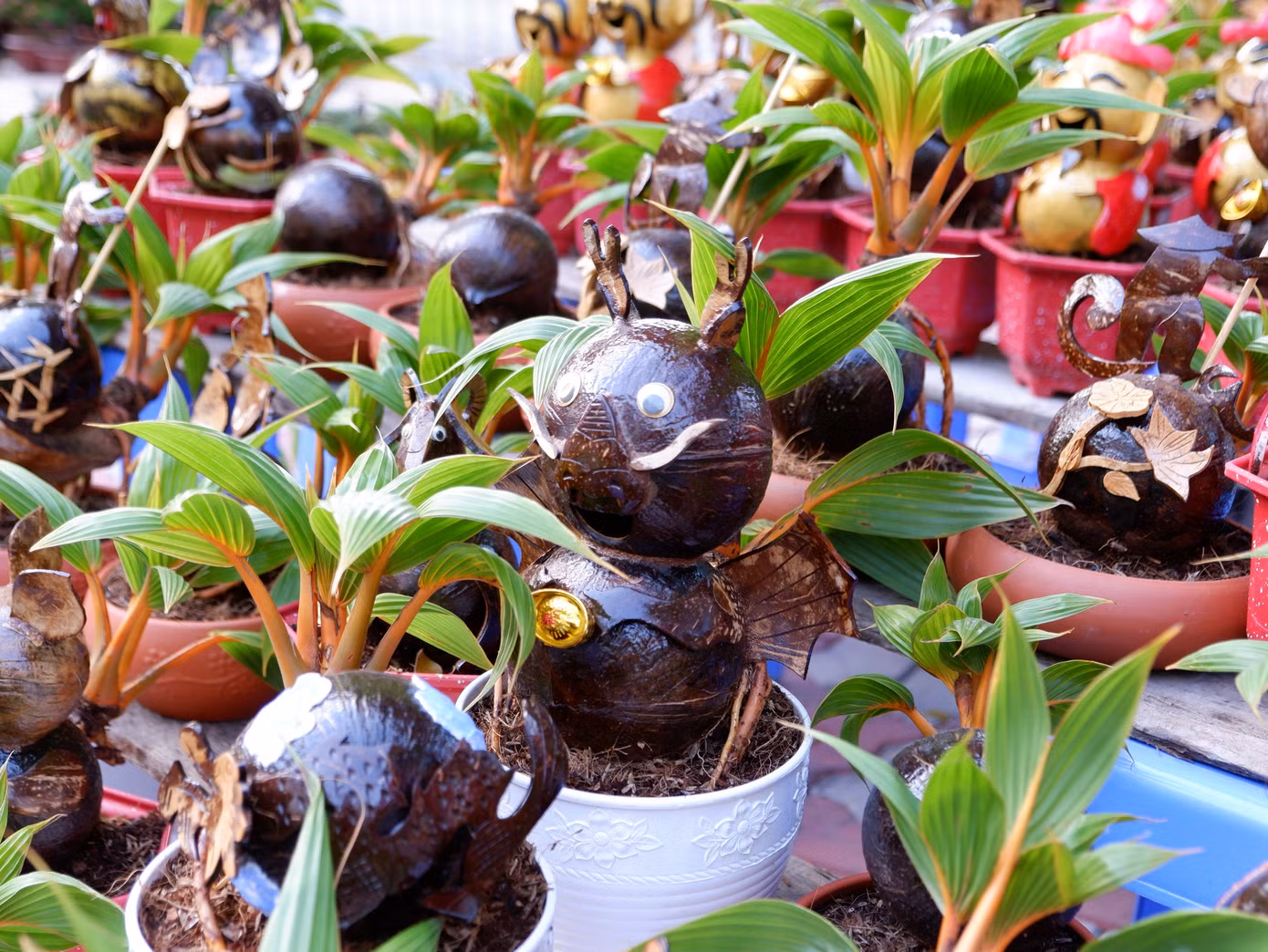 Dừa bonsai tạo hình rồng và các con vật với hình dáng độc đáo được bày bán.