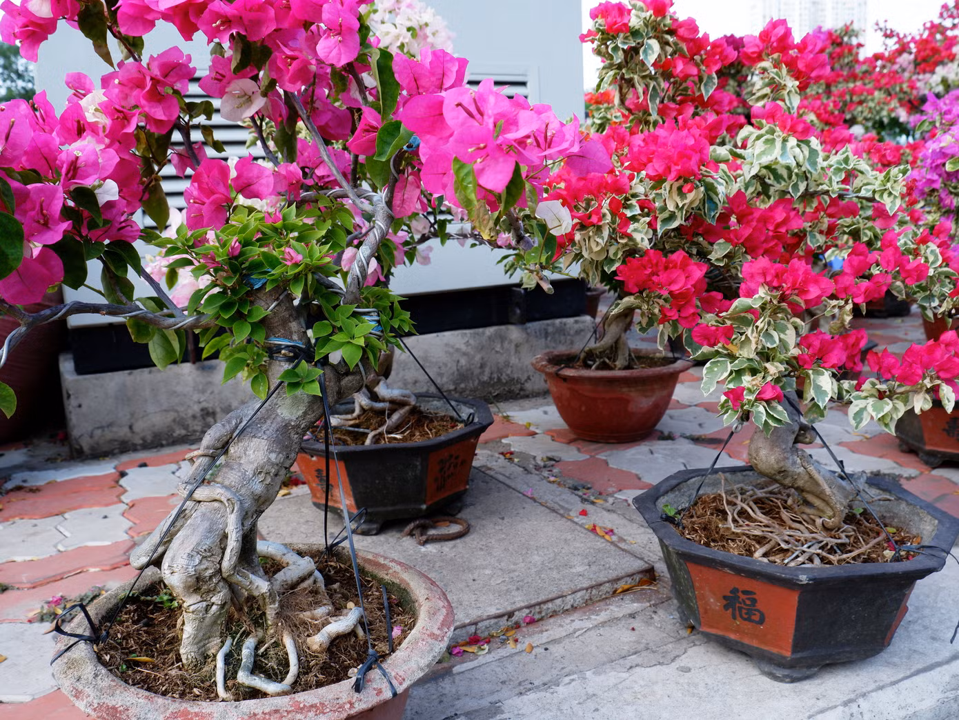 Những chậu hoa giấy tạo không gian rực rỡ sắc màu.