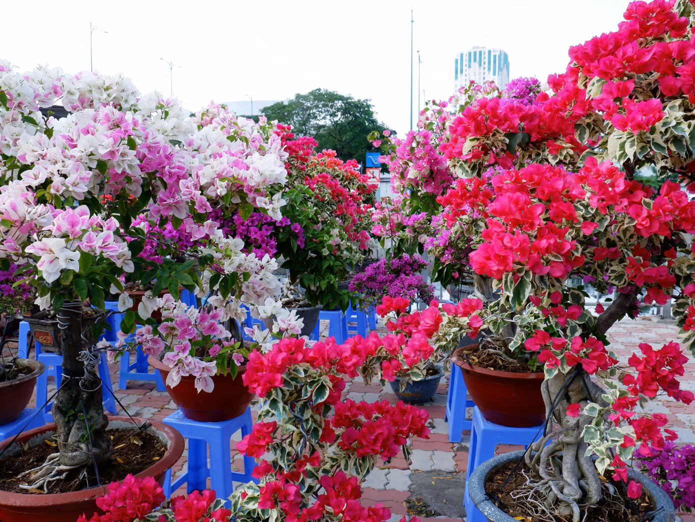 Những chậu hoa giấy tạo không gian rực rỡ sắc màu.