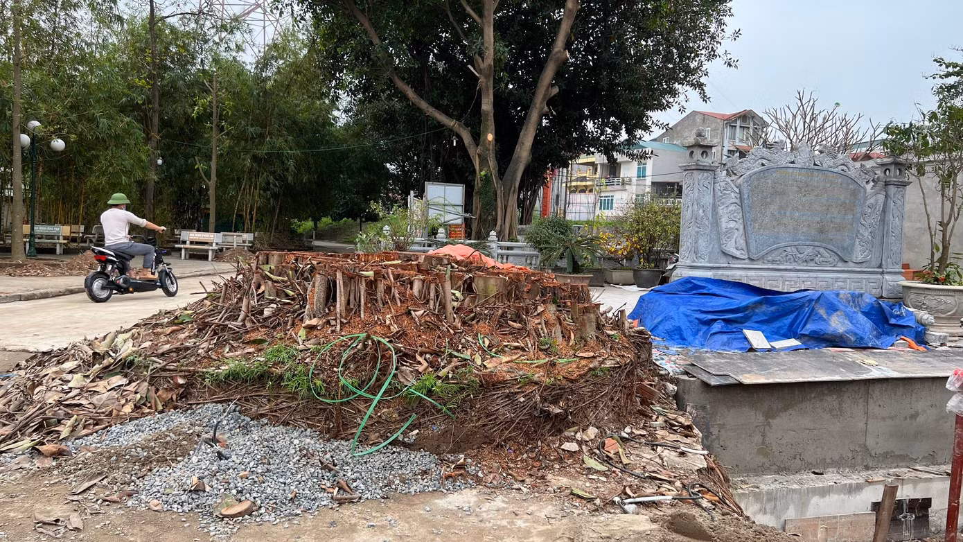 Cây đa bị chặt hạ hôm 18/3.