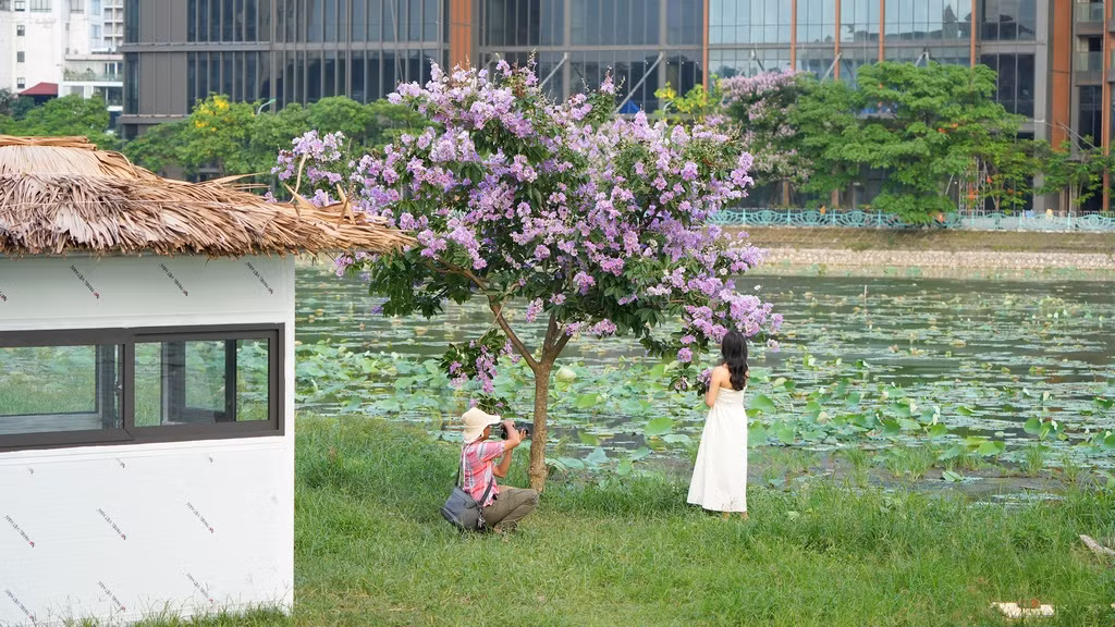 Một cây bằng lăng "cô đơn" với tán thấp và tràn ngập sắc hoa tím bên cạnh hồ Đầm Đông luôn thường trực có người đứng cạnh để chụp ảnh nhờ tán cây và hoa thấp.