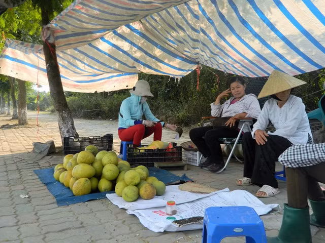 Bưởi Diễn được mùa, người dân kiếm tiền tỷ ảnh 3