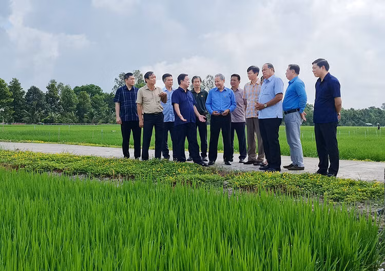 Bộ trưởng Bộ NN&amp;PTNT Lê Minh Hoan trong một dịp tham quan hoạt động sản xuất lúa. Ảnh: PV.
