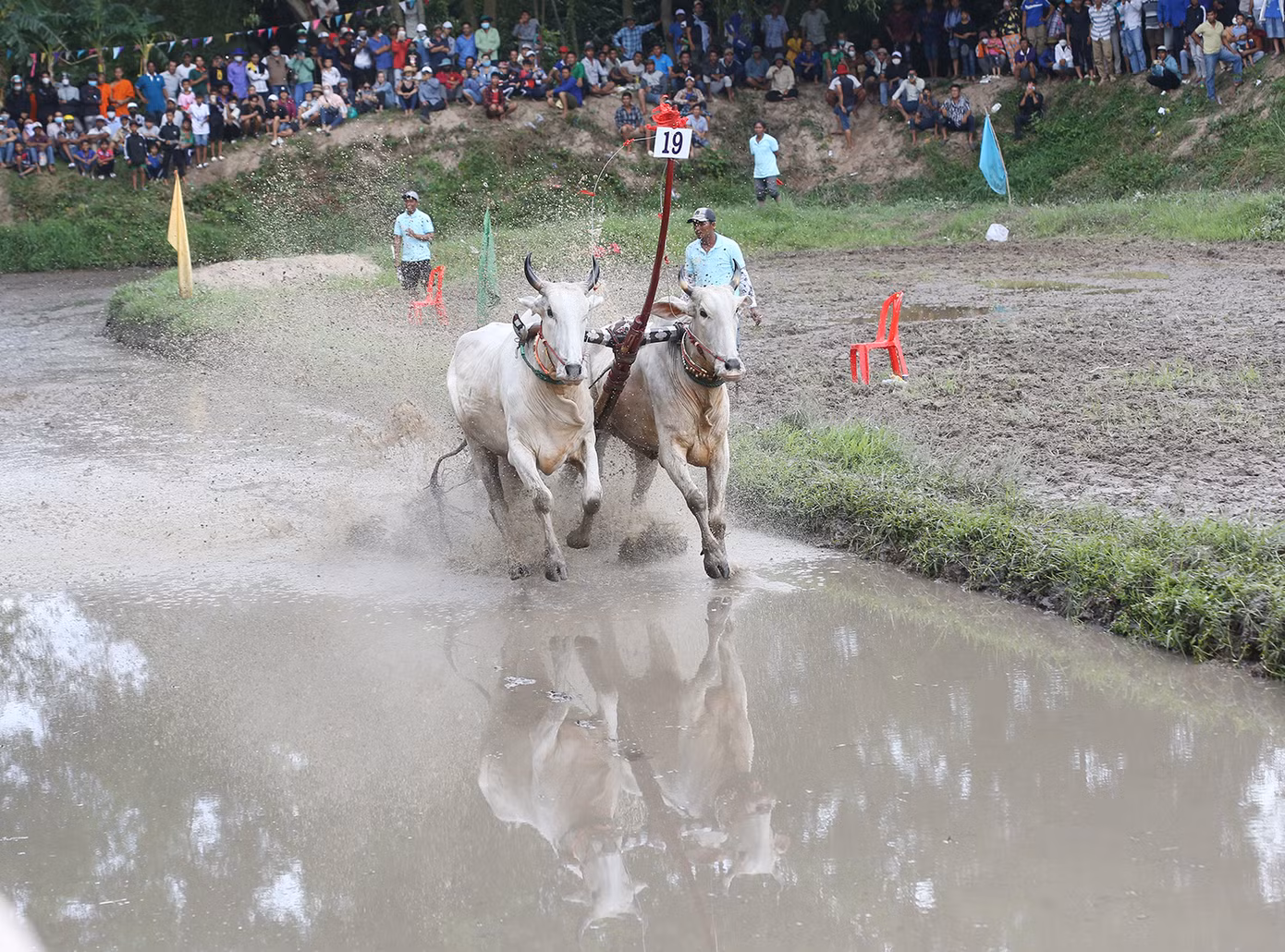 Đôi bò số 19 trên đường về đích.