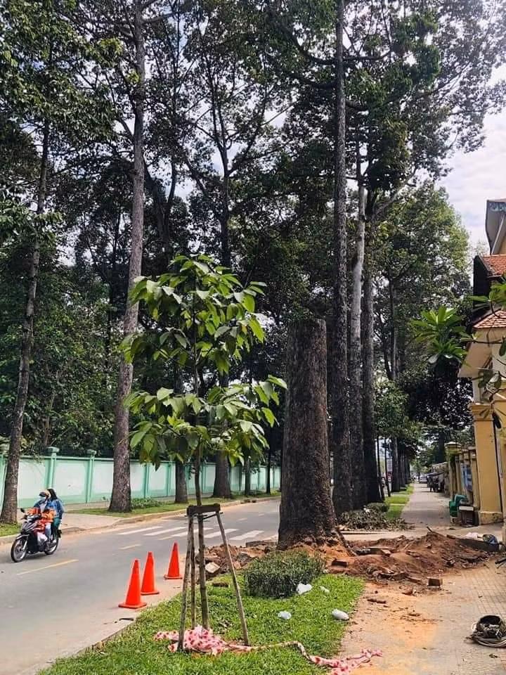 "Công ty đã thực hiện đốn hạ các cây Dầu trên để đảm bảo an toàn cho khu vực. Sau khi đốn hạ, Công ty sẽ thực hiện trồng lại các cây Me chua tại vị trí cũ”- đại diện Công ty TNHH MTV Công viên Cây xanh TPHCM thông tin.
