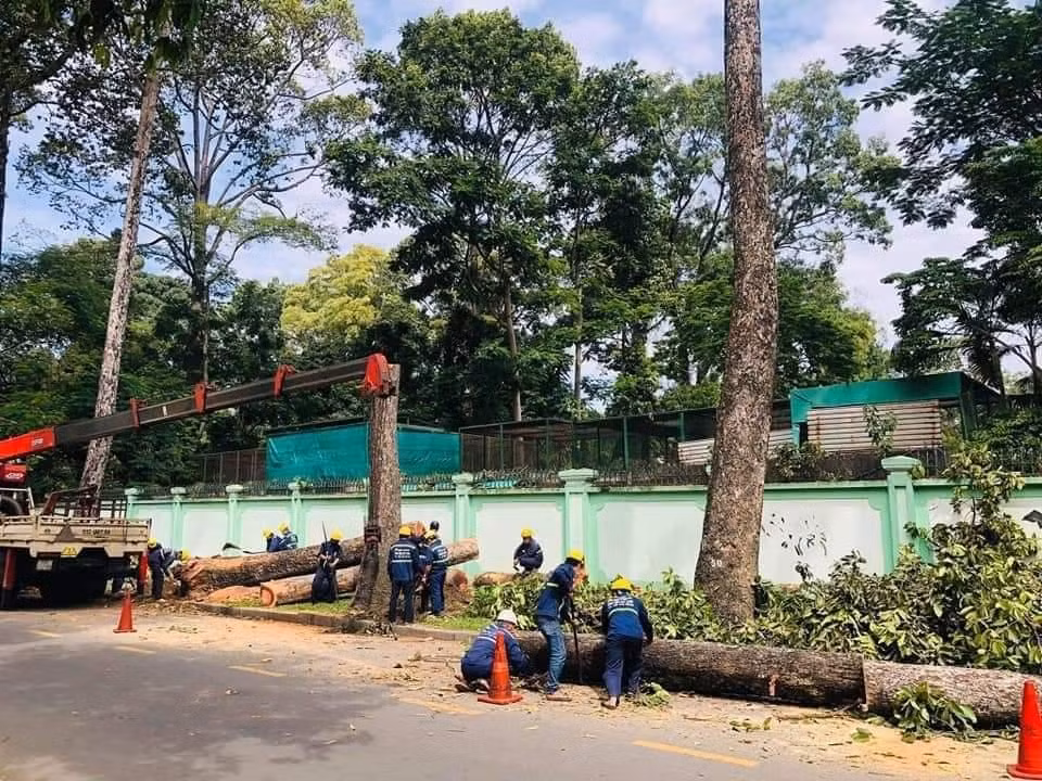 Theo đại diện Công ty TNHH MTV Công viên Cây xanh TPHCM, các cây Dầu bị đốn hạ có tình trạng già cỗi lệch tán, thân cong nghiêng vào phía trong, rễ nổi gây hư vỉa hè, có nguy cơ đổ ngã.