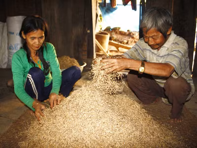 Người dân vùng động đất chắt chiu từng hạt lúa rẫy để đón Tết. Ảnh: Nguyễn Thành