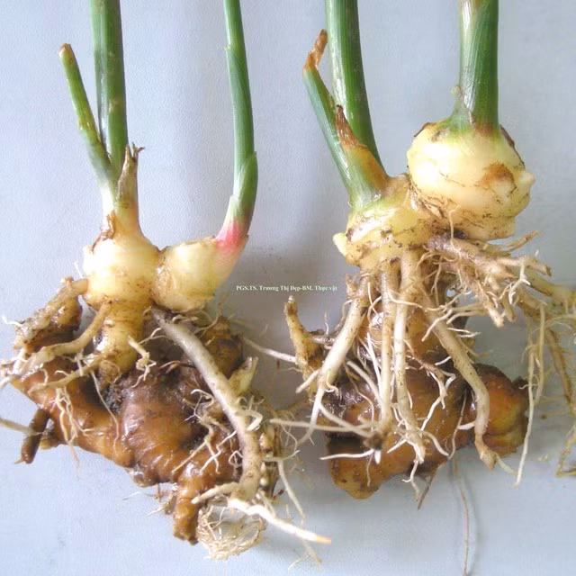 8 bài thuốc dân gian chữa hôi nách ảnh 3