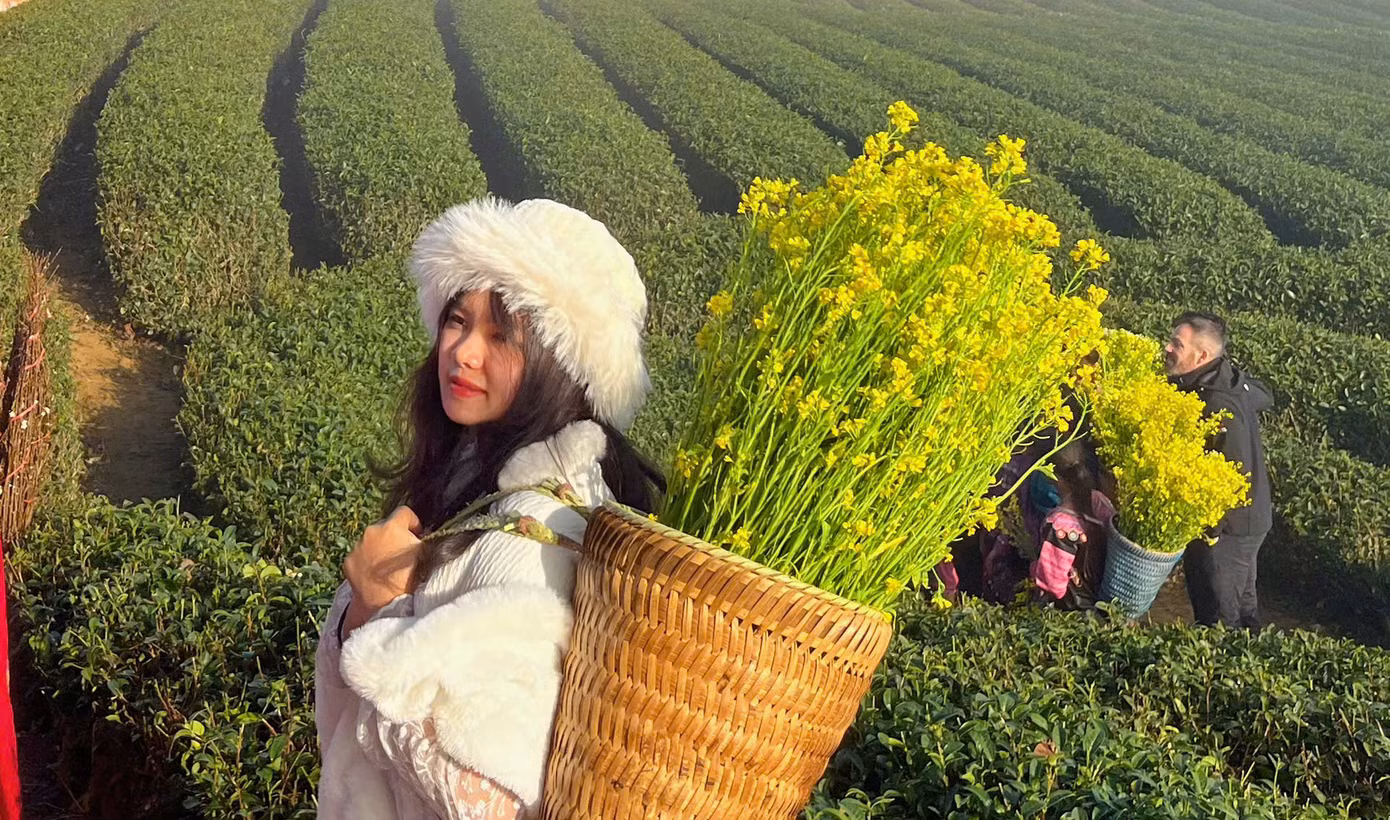 Không chỉ vườn mận, các đồi chè xanh - biểu tượng du lịch của Mộc Châu cũng thu hút đông đảo khách du lịch du xuân sau Tết Nguyên đán.