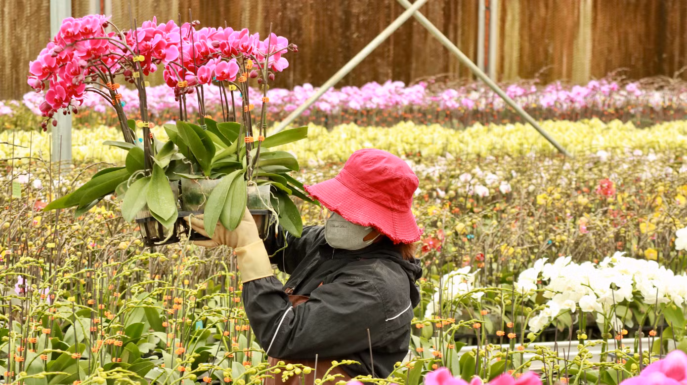 Trên địa bàn tỉnh Lâm Đồng có 750ha đất trồng hoa, trong đó 100ha lan hồ điệp, sản lượng 15 triệu chậu mỗi năm. Hiện các nhà vườn đã áp dụng công nghệ tiên tiến vào sản xuất hoa, giúp cải thiện chất lượng và đáp ứng nhu cầu thị trường.