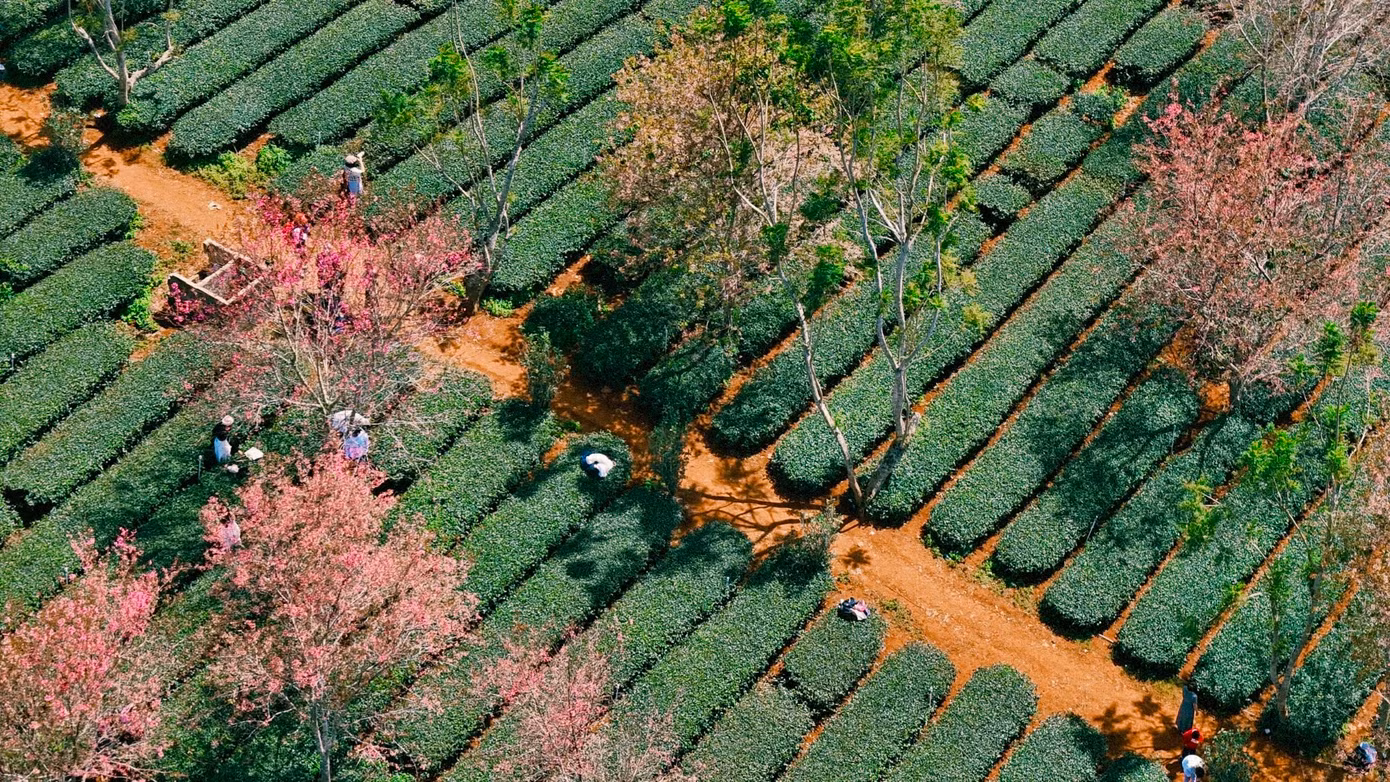"Khí hậu trong lành, phong cảnh đẹp khiến tôi luôn dành tình yêu đặc biệt cho Đà Lạt, đặc biệt là mùa hoa mai anh đào", anh Nguyễn Võ Phước Sơn - nhiếp ảnh gia đến từ Nha Trang - chia sẻ. Ảnh: Cậu Dũng.