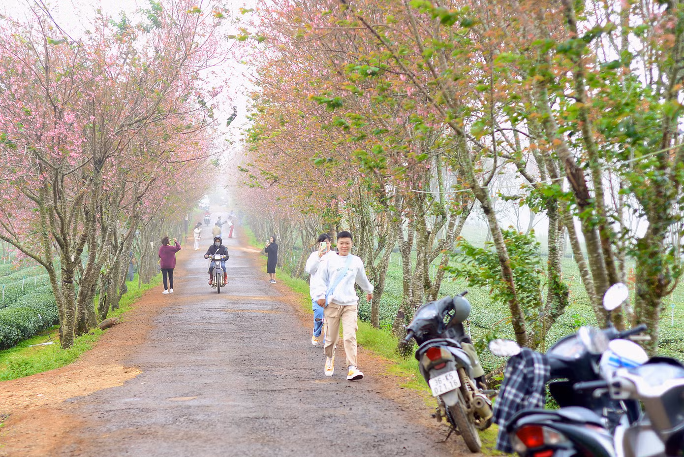 Bà Nguyễn Thị Tường Vy - người dân xã Xuân Trường - chia sẻ: "Năm nay, hoa mai anh đào nở từ Tết dương lịch, sớm hơn mọi năm".