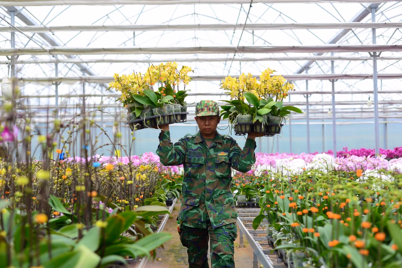 Hiện trang trại anh Sang đóng khoảng 150 thùng mỗi ngày và sẽ tăng gấp đôi vào cao điểm vụ Tết. Để đáp ứng số lượng đơn hàng lớn, công nhân làm việc từ sáng đến tối, thậm chí đến 23h hàng ngày trong dịp cao điểm.