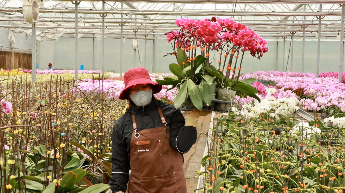 Các loại lan hồ điệp và địa lan được nhập từ các hộ dân địa phương, sau đó được kiểm tra và phân loại kỹ lưỡng trước khi đóng vào chậu.