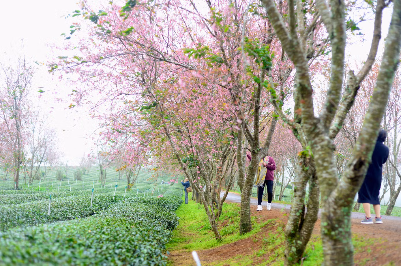 Những gốc mai anh đào này được trồng từ 30 năm trước, không chỉ tạo cảnh quan mà còn trở thành điểm đến yêu thích của du khách.