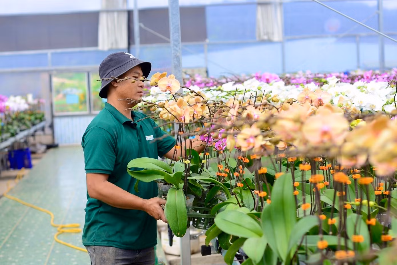 Tương tự, tại xã Đạ Ròn (huyện Đơn Dương), vườn hoa của anh Phan Thanh Sang cũng chuẩn bị hoa phục vụ Tết, tăng cường nhân lực chăm sóc hoa.