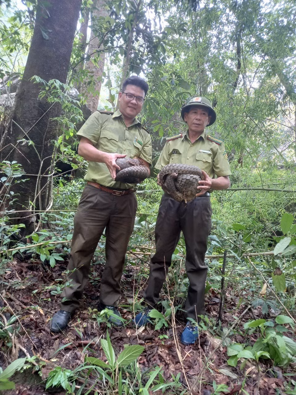 Trong số động vật được thả về tự nhiên lần này có 2 cá thể tê tê Java, gồm một cá thể tê tê Java cái và một cá thể tê tê Java đực. Đây là loài động vật quý hiếm thuộc Nhóm IB.