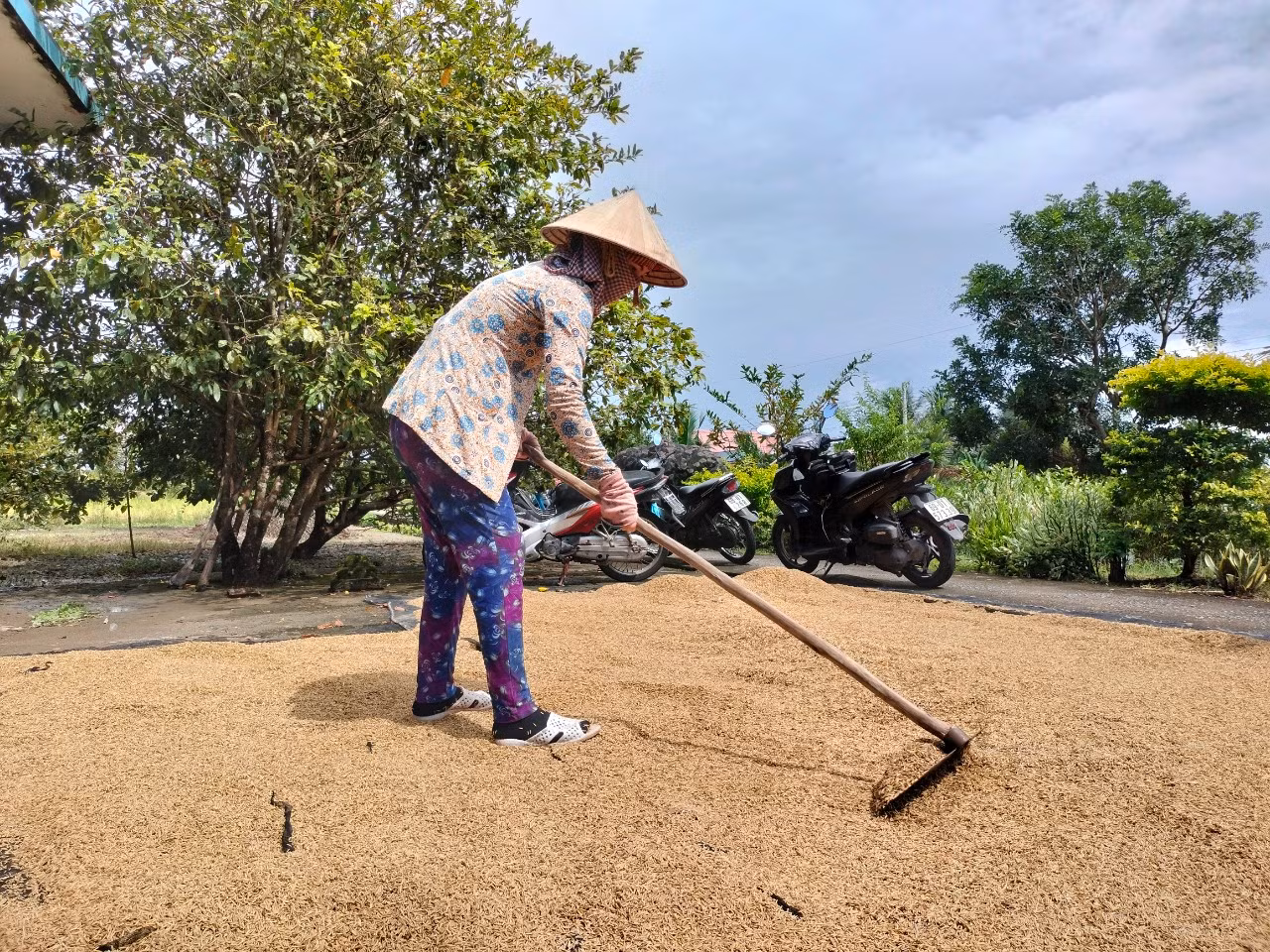Nông dân huyện Thới Bình phơi giống lúa ST chất lượng cao. (Ảnh minh hoạ).