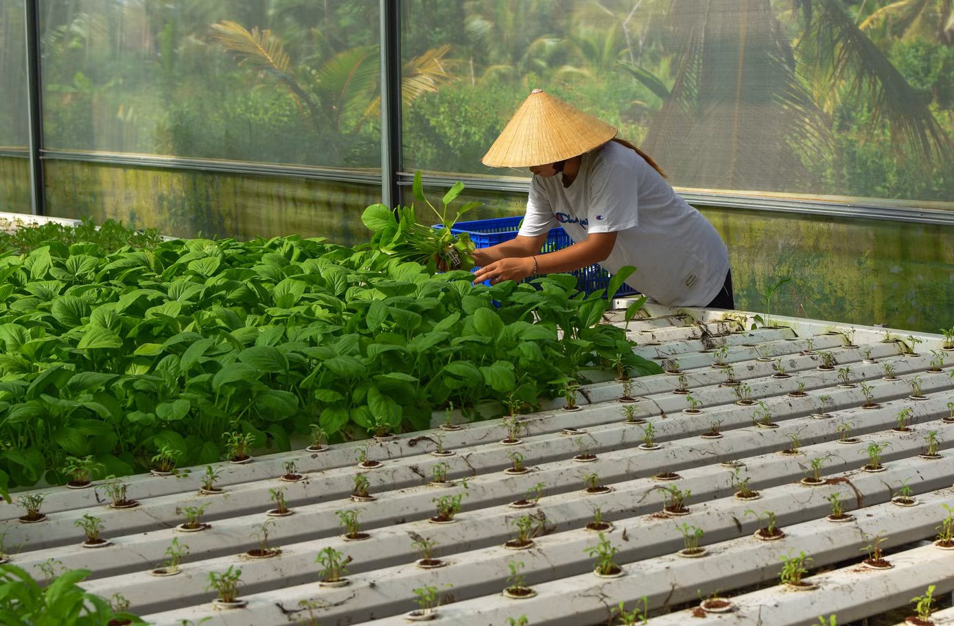 Ông Biển cho biết, đầu năm 2022, vì nhà neo đơn nên ông quyết định từ bỏ chức vụ giám đốc với mức lương hơn 20 triệu đồng/tháng để dành nhiều thời gian hơn chăm sóc cha mẹ già và gia đình.