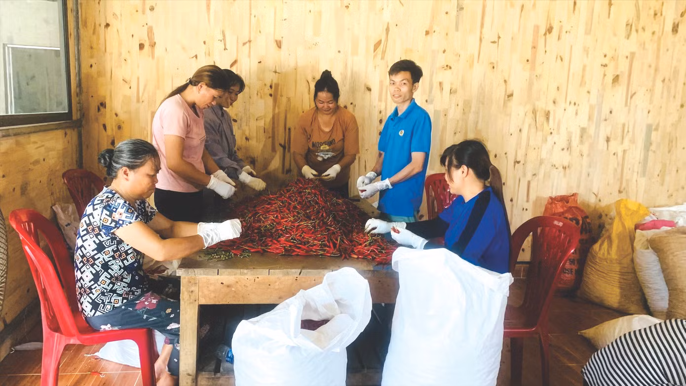 Anh Võ cùng bà con nông dân thu hoạch, lựa chọn ớt chất lượng cao để đưa ra thị trường