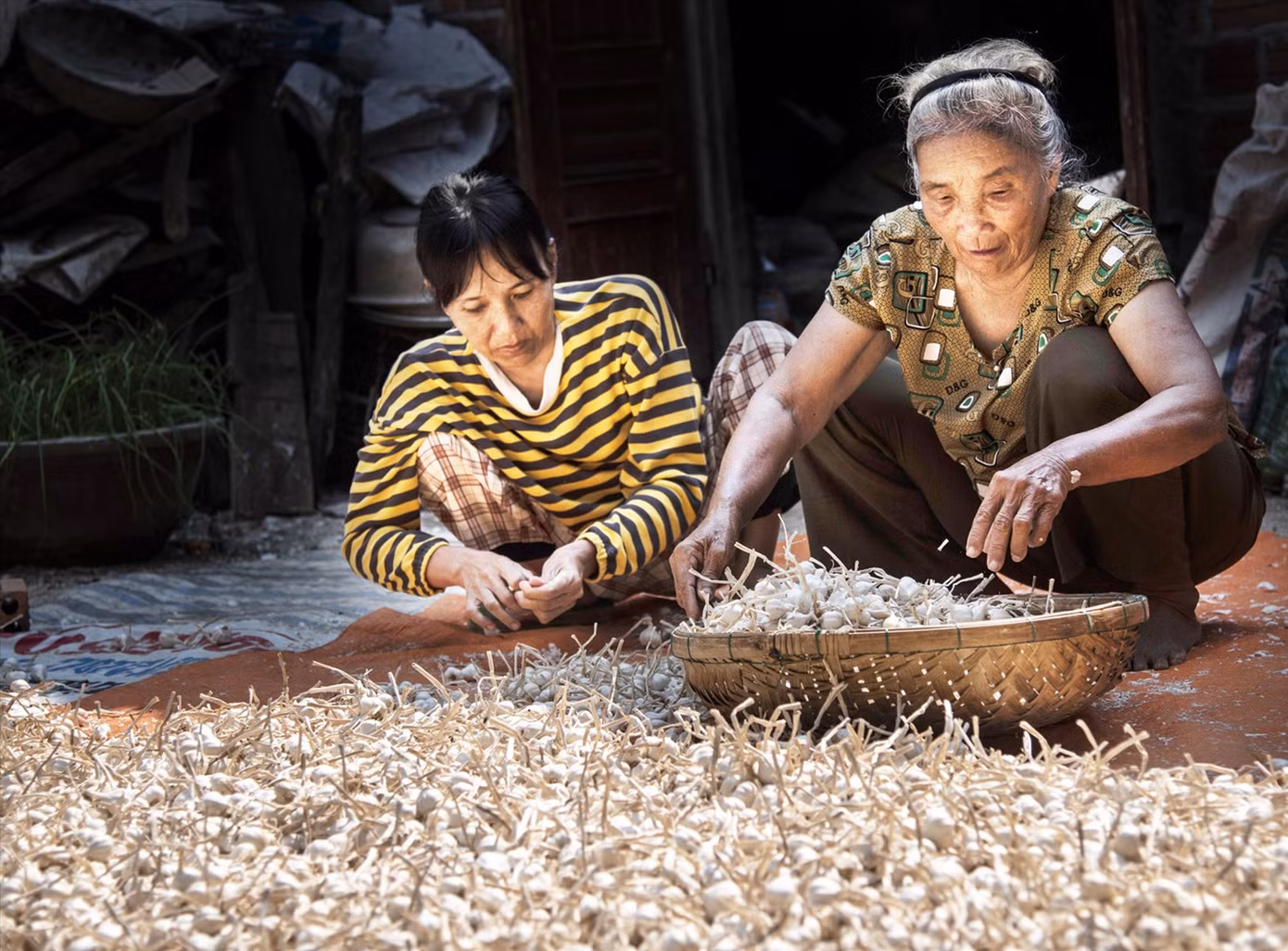 Dù nông dân canh tác rất khó khăn, nhưng hành, tỏi vẫn bán với giá thấp Ảnh: Văn Chương