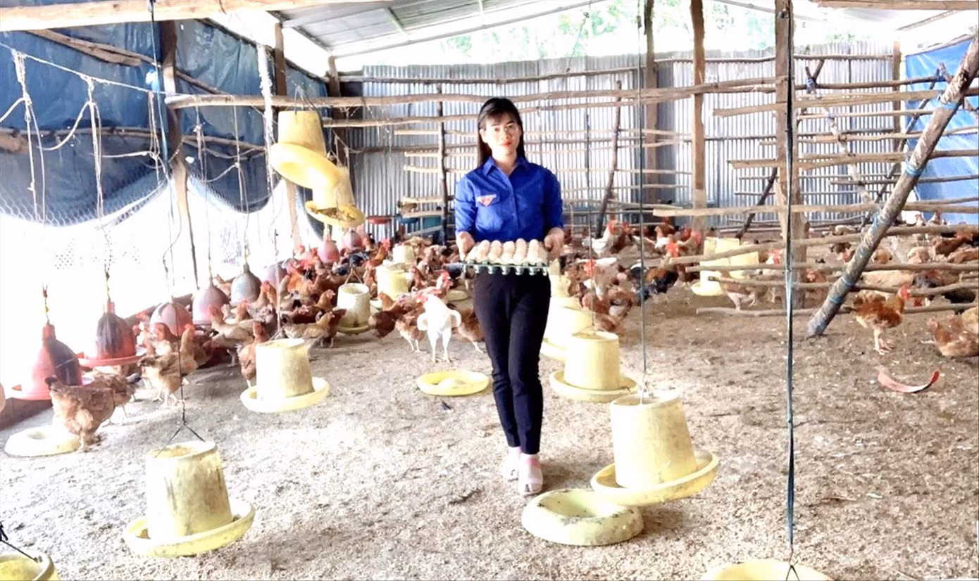 Chị Nguyễn Thị Ngọc Lan thu hoạch trứng gà