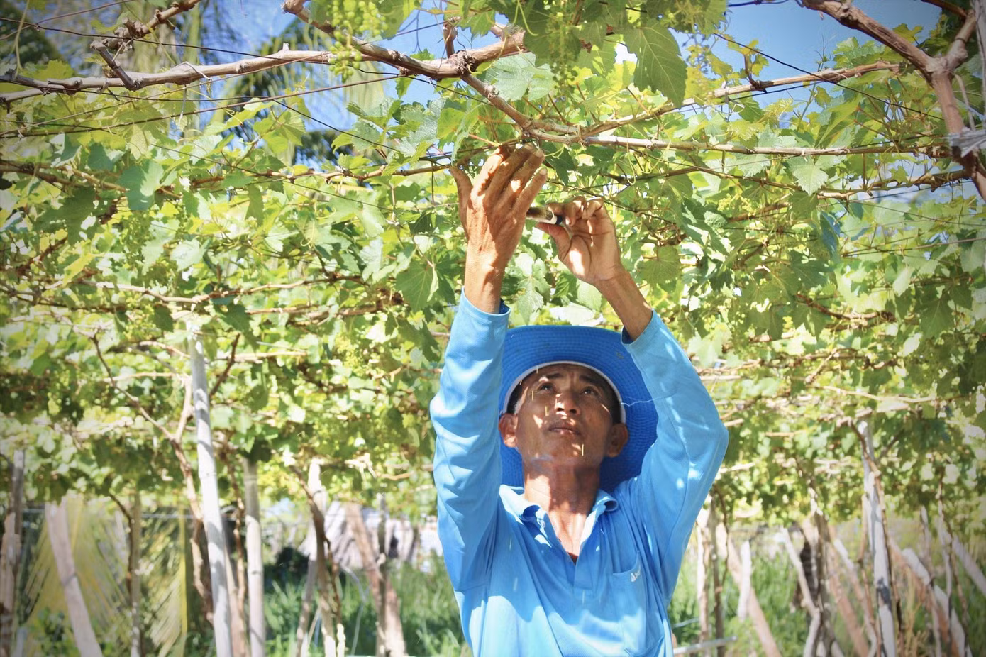 Một số vườn nho tại thôn Thái An đã bị khô héo vì thiếu nước Ảnh: KHÁNH NGUYÊN