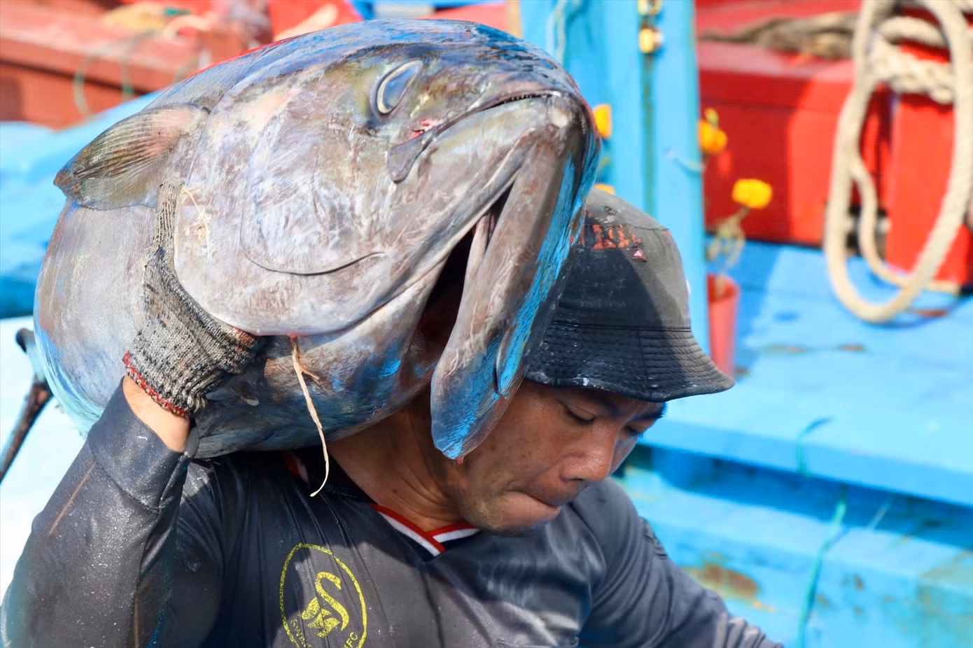 Ngư dân phấn khởi khi trúng mùa cá ngừ đại dương