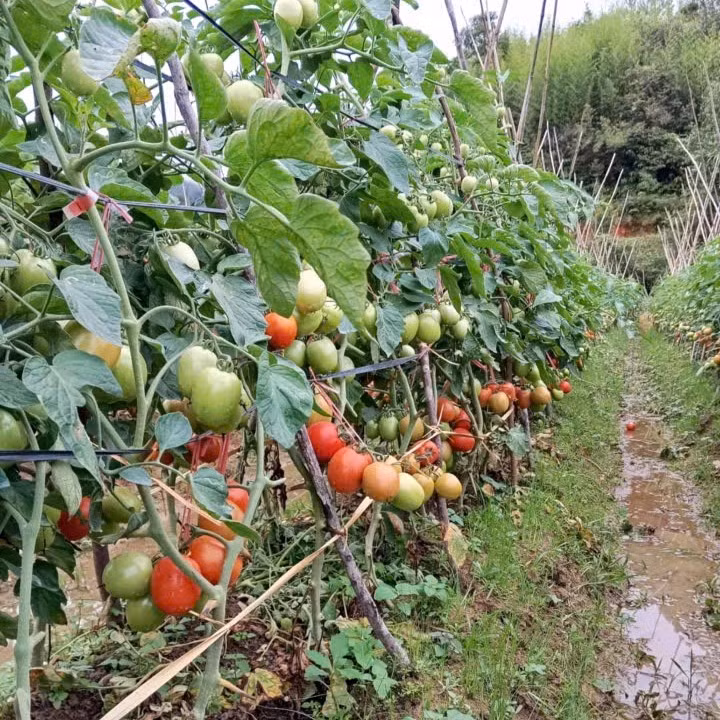 Mô hình cà chua bi giúp thu về trên 300 triệu đồng/ năm của chàng trai mồ côi tại huyện Mù Cang Chải, tỉnh Yên Bái.