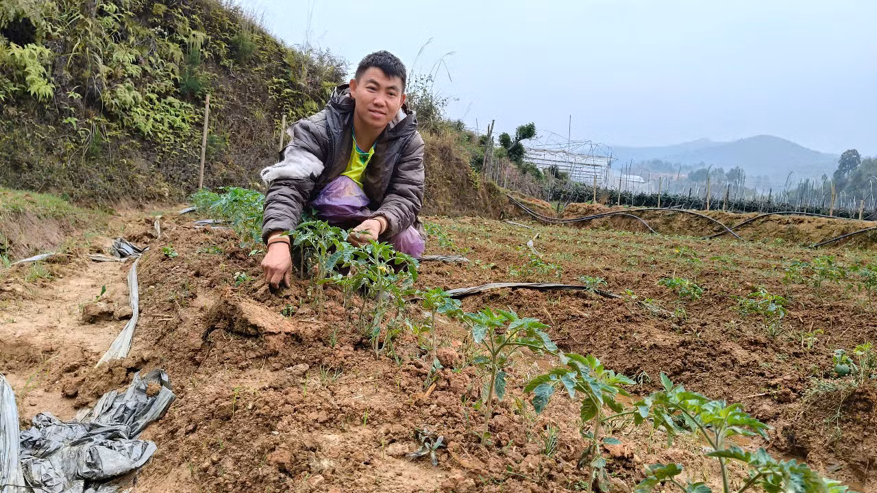 Anh Giàng A Giống trồng vụ cà chua trên mảnh đất mới
